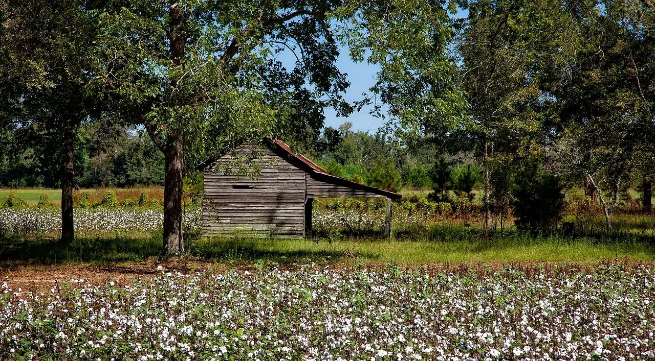 BCI buys Materra’s Co:Farm to scale regenerative cotton